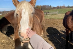 Biofarma Trhové Sviny 1