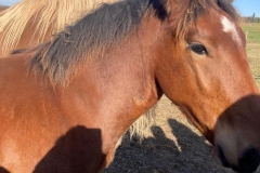 Biofarma Trhové Sviny 2