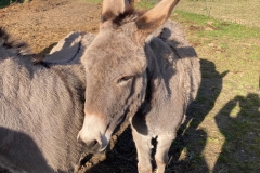 Biofarma Trhové Sviny 3