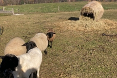 Biofarma Trhové Sviny 4