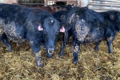 Biofarma Trhové Sviny 5