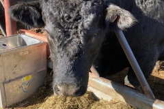 Biofarma Trhové Sviny 6