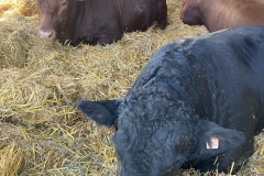 Biofarma Trhové Sviny 7