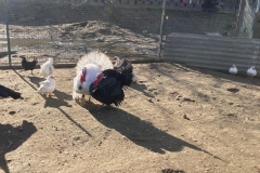 Biofarma Trhové Sviny 8