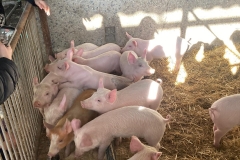 Biofarma Trhové Sviny 9