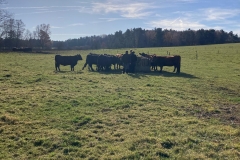 Biofarma Trhové Sviny 11